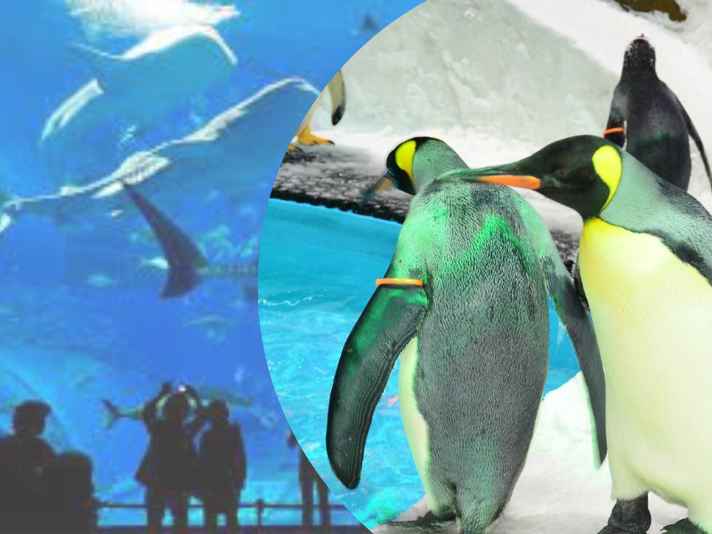 Dubai Aquarium and Penguin Encounter